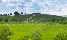 丁火命没有甲木一定不好吗 丁火命补甲木最好的办法