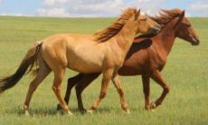 2002年属马人2023年运势及运程详解,02年出生的21岁生肖马2023兔年每月运势