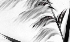 2023年属蛇的男人属相