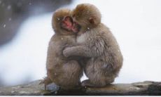 2016年属相运势 2016年属相运势及运程