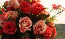 生肖兔的天秤座和什么生肖星座最配