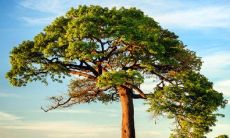 农历三月初五出生的人命运如何