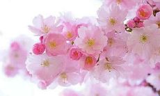 2020年正月二十八出生女孩命运如何,今天出生性格好吗？