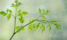 下元节出生的属龙人命运好不好 属龙宝宝最吉利的出生日子