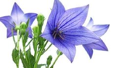 2022年属蛇添丁好吗 2022年属蛇人有了孩子应该怎么办