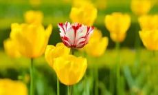 梦见捉到两条鱼是什么意思