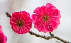 属猴人2023年高考能顺利吗 如何提升考运？