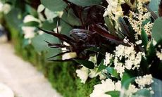 男狮子座三区和女双子巨蟹座配对