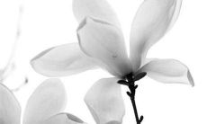 属鼠女人2022年8月感情运好吗 低迷起伏要留心