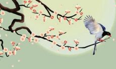 郑博士 虎年属牛摆脱了本命年 运势怎样？