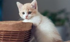 98虎女和什么生肖最配 98虎女什么时候结婚好