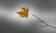 梦到鳄鱼追着咬自己什么预兆 梦到鳄鱼是什么征兆男性