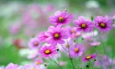 甲辰日柱2023年运势 甲辰日柱的婚姻