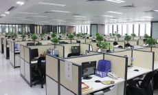 梦到蜜蜂是什么意思