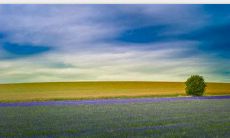 申亥相害有没办法破解 申亥相害是什么意