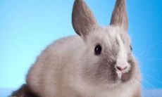 1975年出生的属兔人2021年命运如何 适合佩戴什么吉祥物