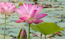 狗和猴的婚姻如何 狗和猴的婚姻如何相处