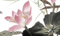 属虎的人本命年的大忌 属虎人本命年要注意什么