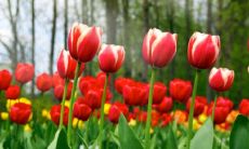 虎和猴的属相适合做夫妻吗 虎和猴的婚姻如何