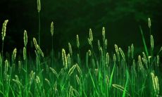 猴与猴婚配是否合适 猴与猴生什么属相最好