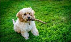 兔子和狗合不合 兔子和狗属相合不合子女