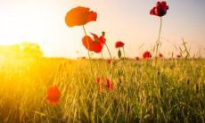 鸟屎掉在身上意味着什么 鸟屎掉身上有什么办法破解