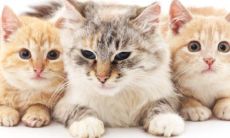 半夜猫叫有预兆真的吗 半夜门口有猫叫的情况好吗