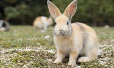 1987年出生的属兔人2021年命运如何 适合佩戴什么吉祥物