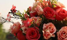 男双鱼白羊座和女天秤座三区配对