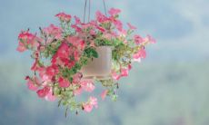 梦见狗咬我但是没咬到是什么预兆 梦见狗打架是什么意思