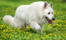 男猴女狗性格合不合 男猴女狗婚姻状况