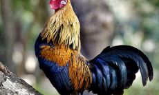 1993年属鸡人2023年运势及运程详解,93年出生的30岁生肖鸡2023兔年每月运势