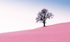 属猪和属虎的婚姻怎么样 属猪和属虎生什么属相宝宝好