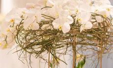 各个星座喜欢的动物