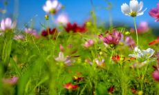 女属兔和什么属相最配 女属兔最配的属相