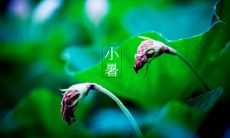 2019年7月7日小暑这天日子祈福合适吗,小暑是什么意思？