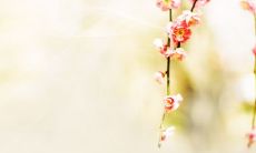 男猴女鸡不到头是吗 男猴女鸡生什么宝宝好