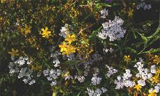 虎生人的命运好吗？石虎有福气吗？