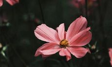 丑虎年出生的男孩命运如何？你有福气吗？