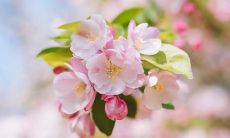 梦见黑白两只狗