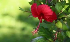 女猴男猪大三岁的婚姻 女猴男猪生什么宝宝比较好