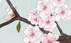 本命年属兔戴属兔的