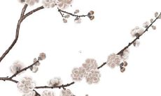 属兔2023的财运如何