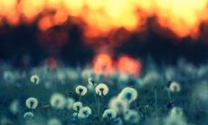 1988龙跟1993鸡配吗 龙跟鸡属相合不合