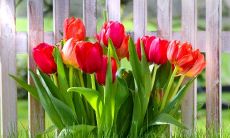 1985年生肖属牛2022 年运程及运势怎样