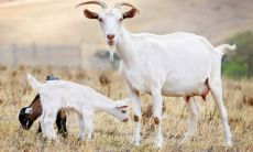 1991年属羊人2023年运势及运程详解,91年出生的32岁生肖羊2023兔年每月运势