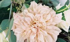 仅是因为运气太差而导致单身的星座