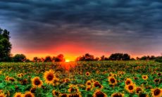 兔和牛合不合 兔和牛配婚姻好不好