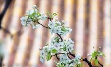 属羊2023年运势大全图