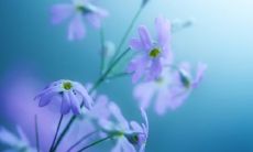 虎狗相配吗 虎狗属相结婚的后果